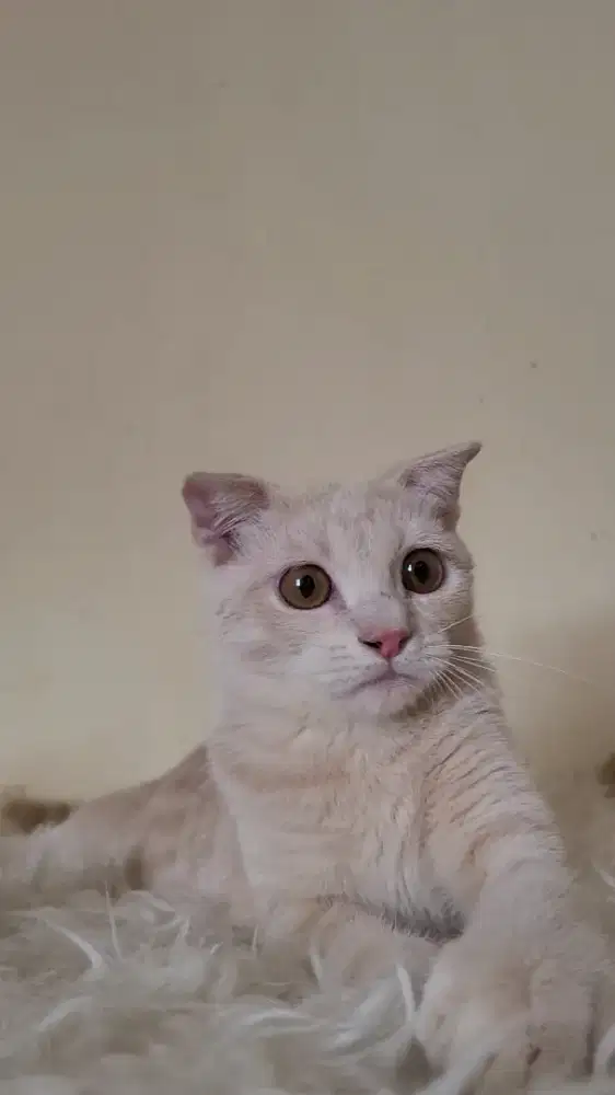 Scottish fold x MunchkIN BSH