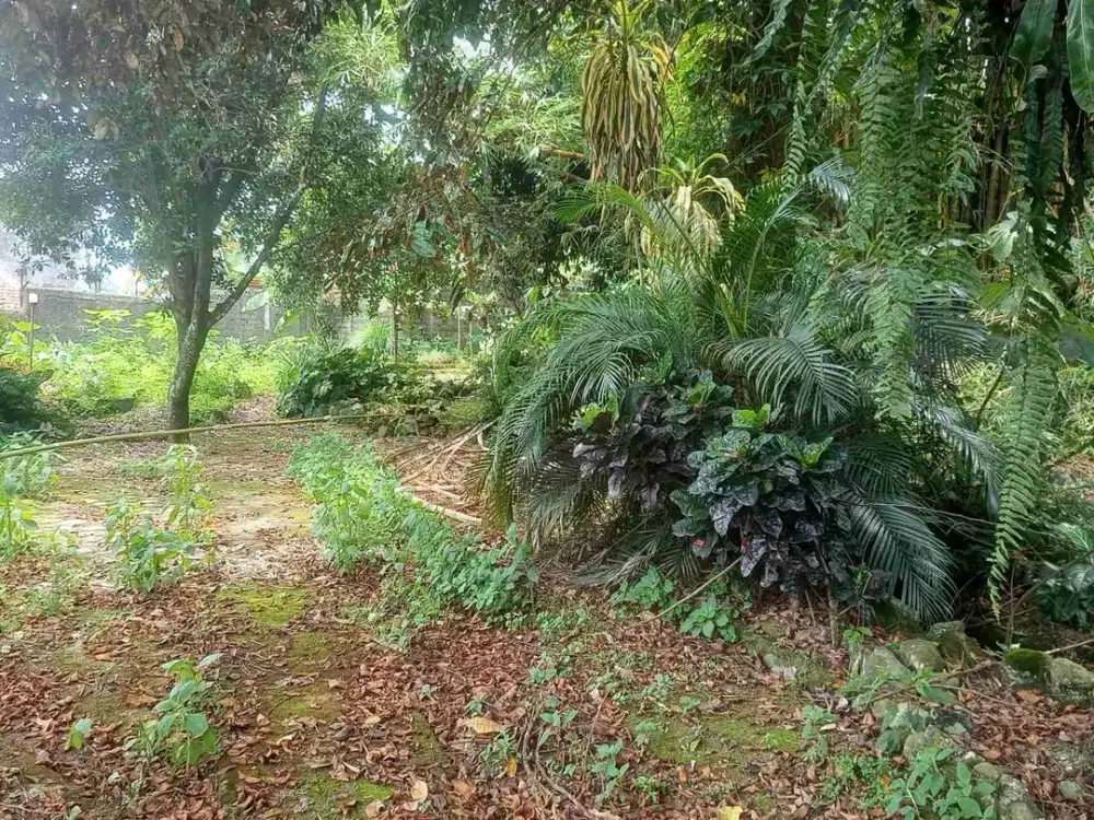 DIJUAL murah Tanah kebun di. Ciapus, ada pohon durian, ada beberapa pohon buah langka