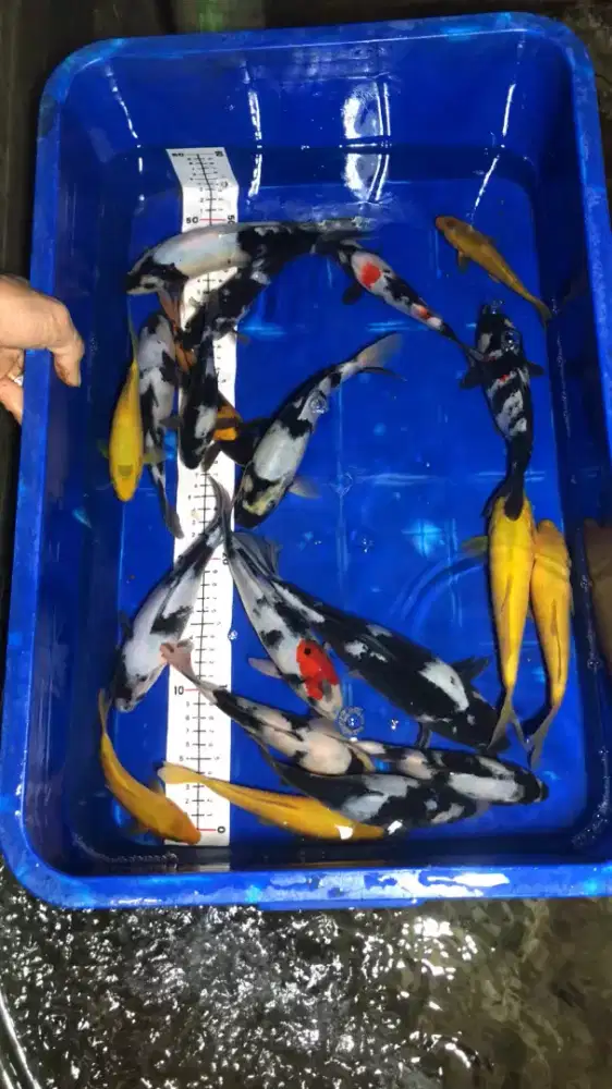 Shiro-karasi bahan munuk 18-25 cm