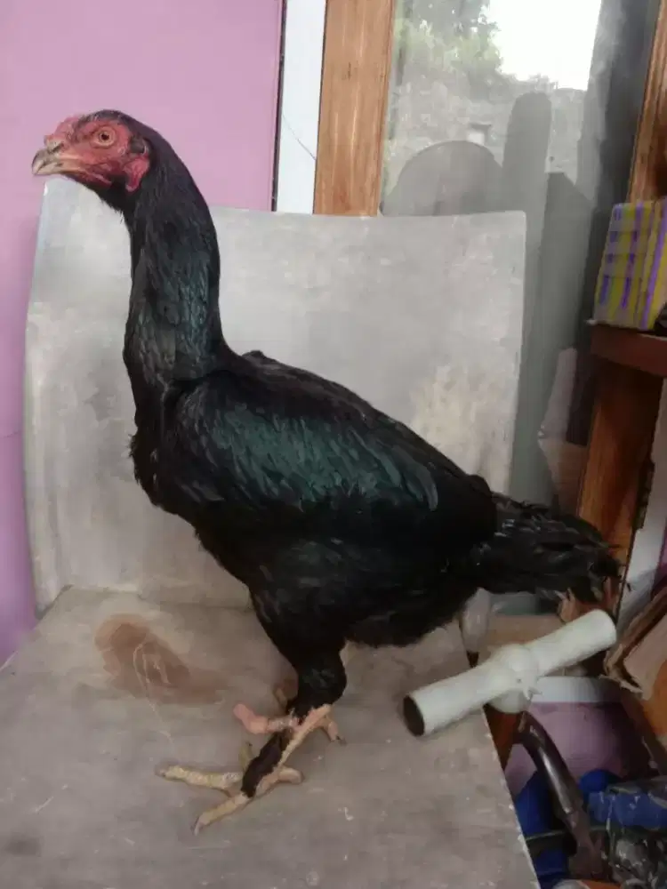 Ayam betina pakhoy blackbul menatap joa