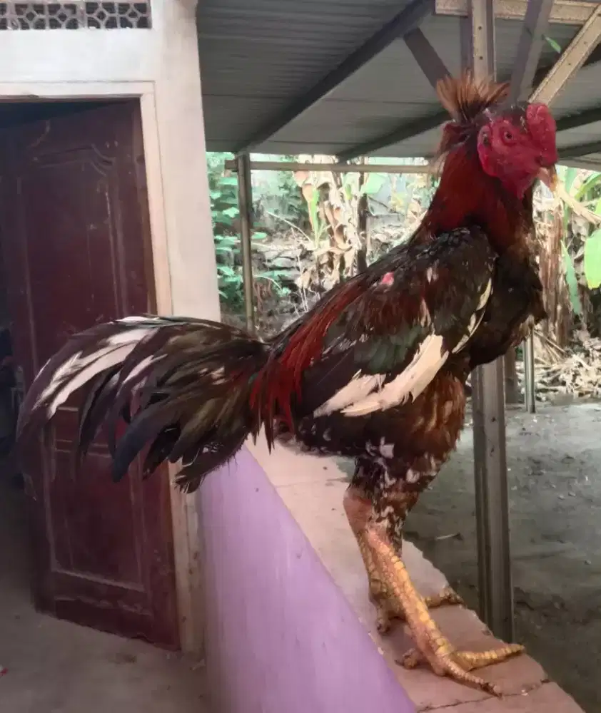 Ayam aseel phant jos mantap super win 2 x Monggo jambul antik