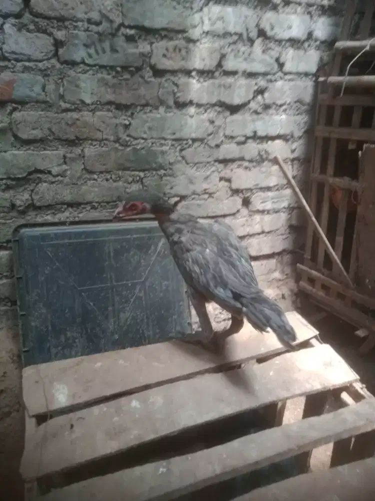 Ank ayam pakhoy phanat aseel ganoi