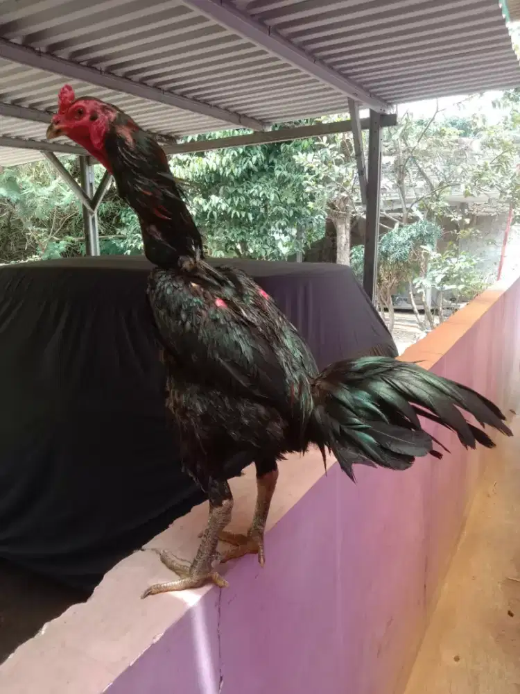 Phnt pakhoy muda teknik bidik ada murah