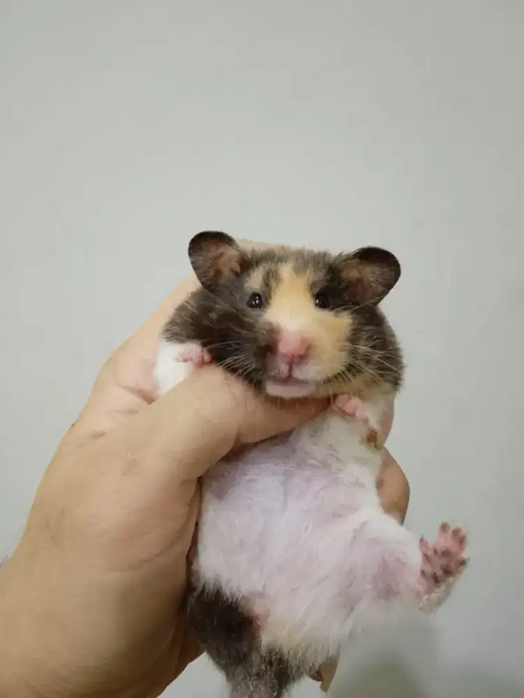 Hamster syrian trico / tricolor calico