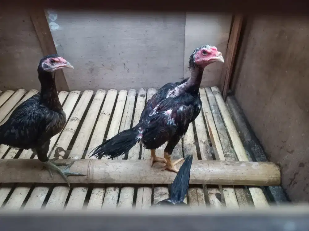 Ayam Bangkok klasik  2 ekor trah bagus