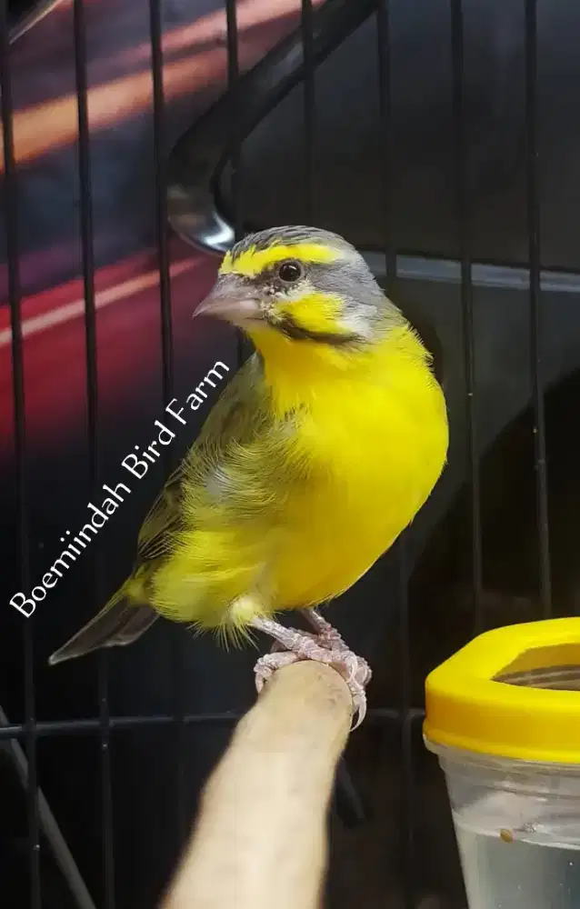 Burung Mozambik Jantan Body Big