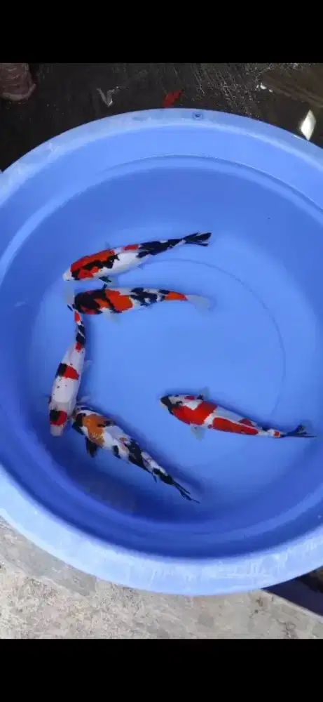 Ikan hias koi Showa