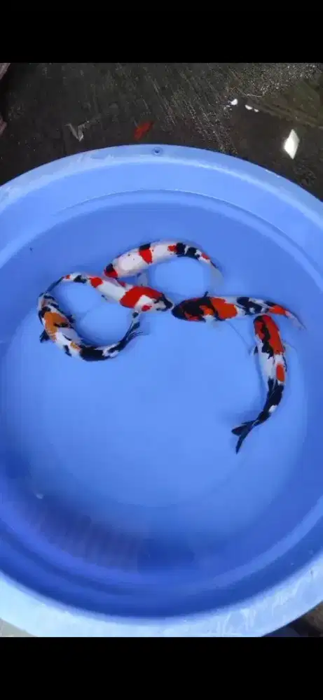 Ikan hias koi showa