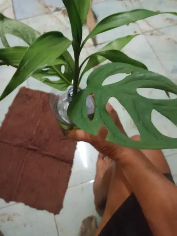 Pohon janda bolong sama pohon bambu china