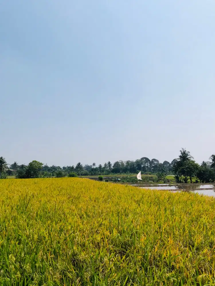 DIJUAL 2 BIDANG TANAH SAWAH SHM, ±1,25 HEKTAR) – CIANJUR