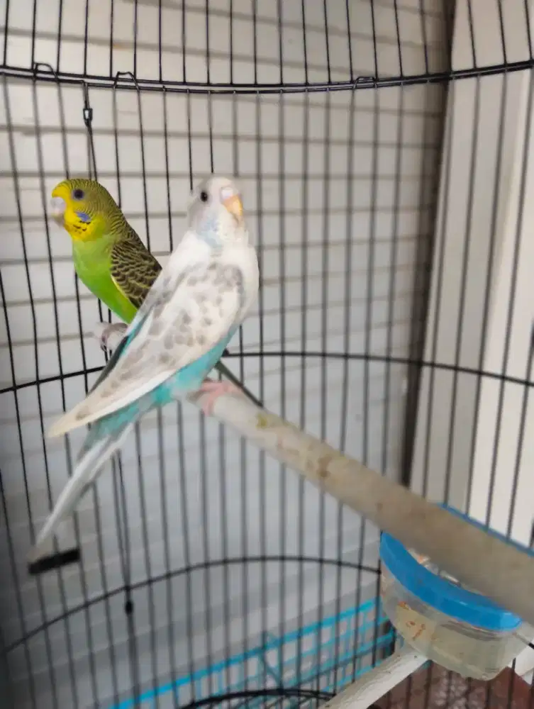 Burung parkit sepasang