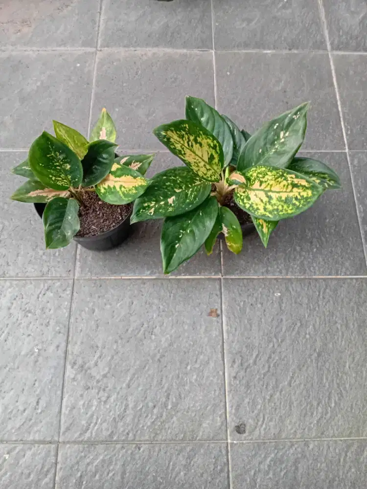 Agonema kocin tembaga