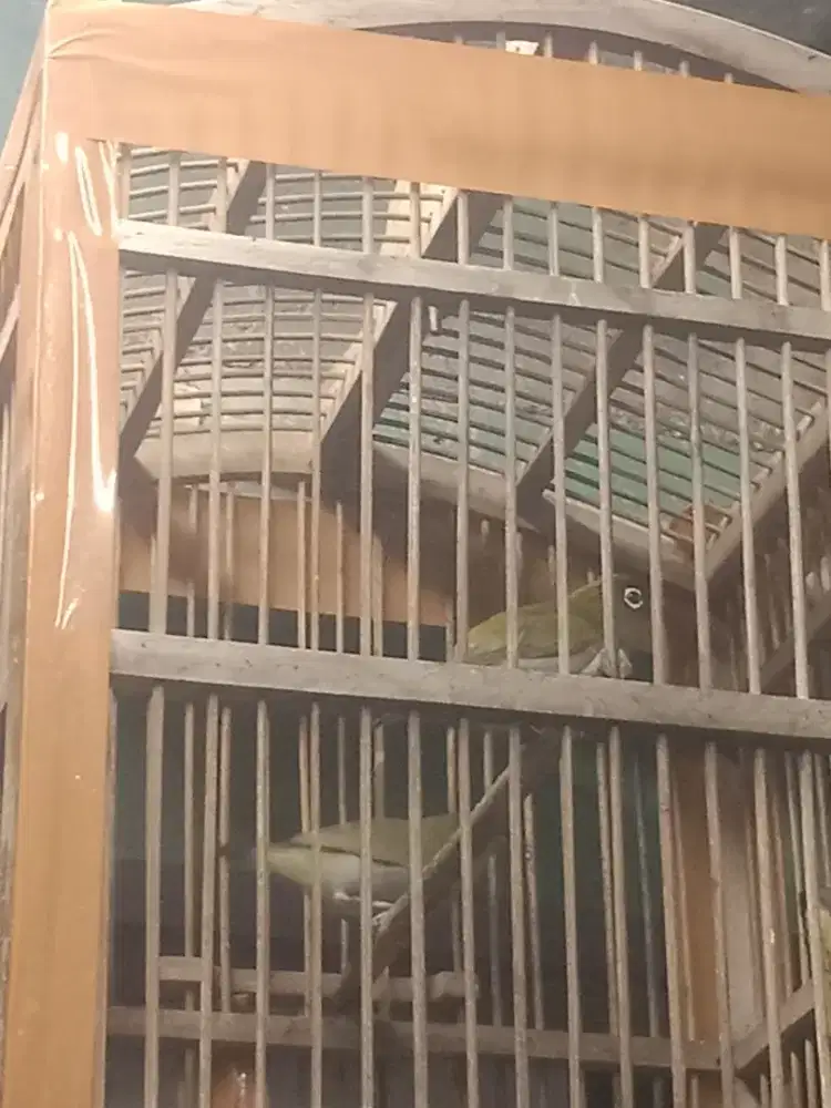 Burung aury x black ga ad kandang
