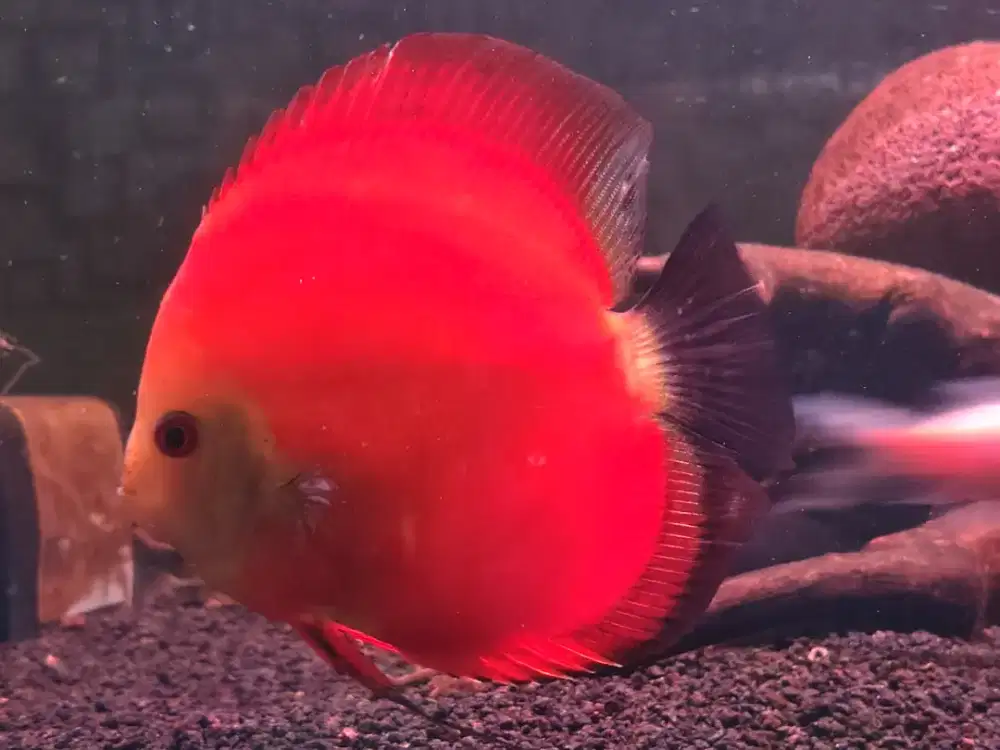 Discus red melon