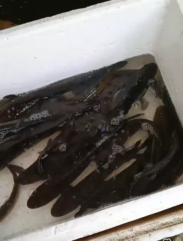 Menjual ikan kutuk alias gabus