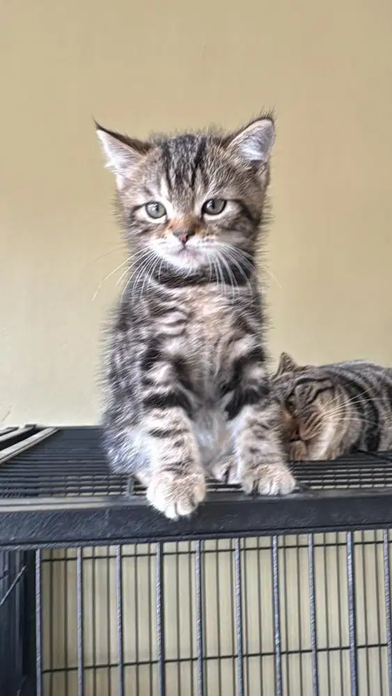 Kitten Scottiesh