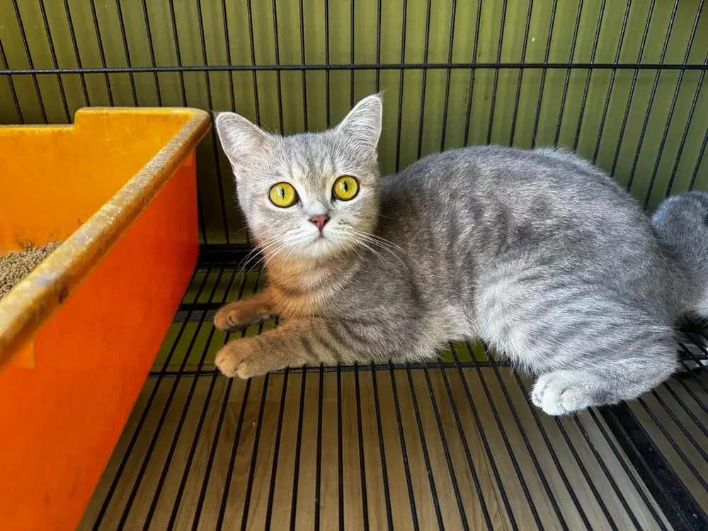 Kucing Scottiesh