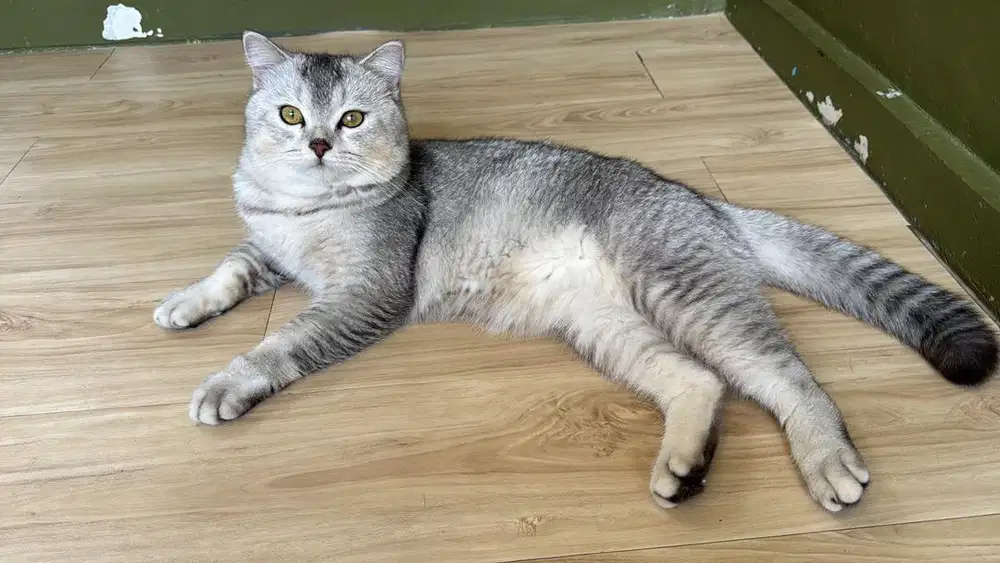 Kucing scottiesh
