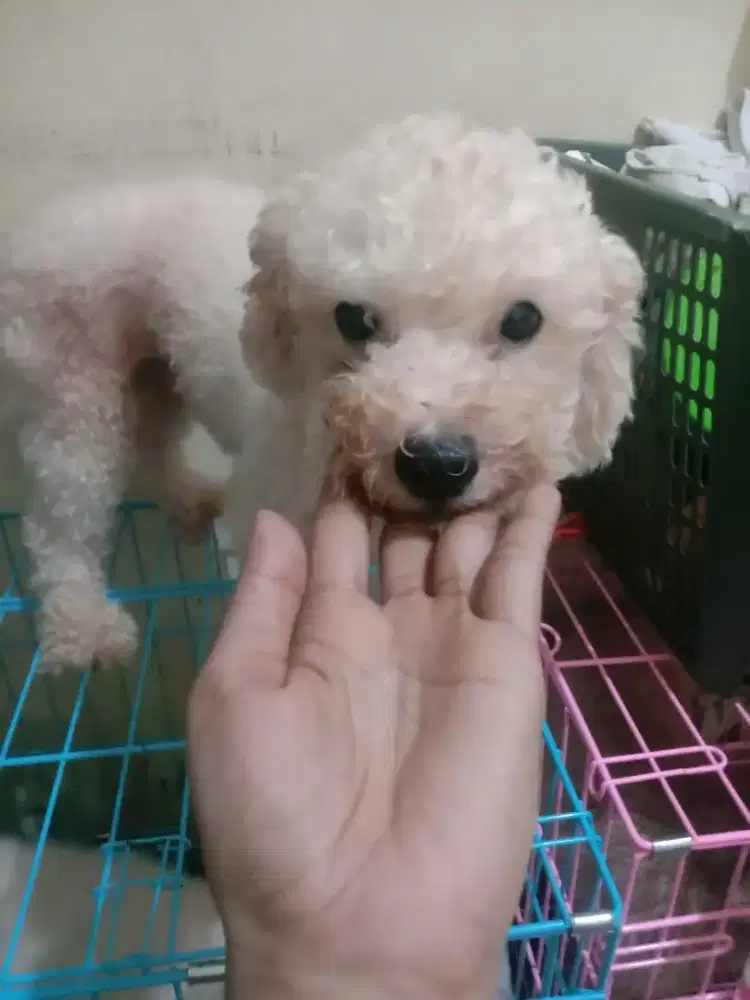 Bichon jantan dan betina dewasa