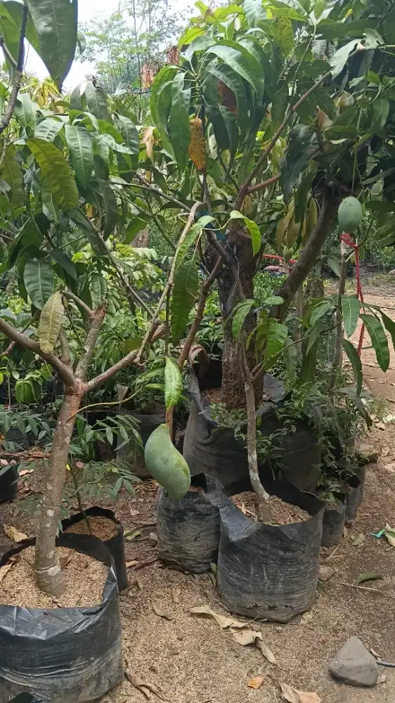 Menjual pohon buah mnggah