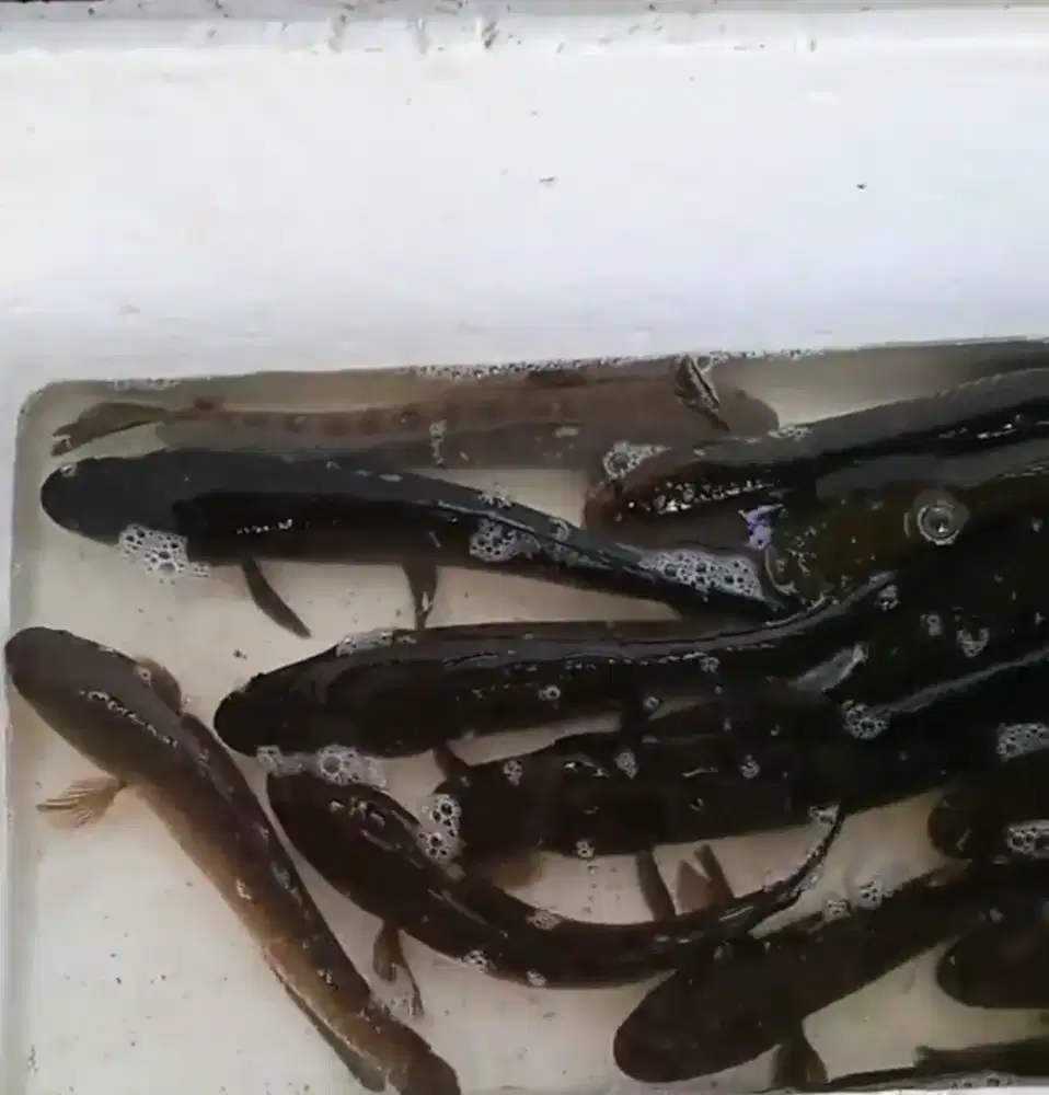 Ikan gabus penyembuhan