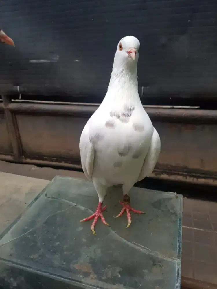 Sepasang burung dara