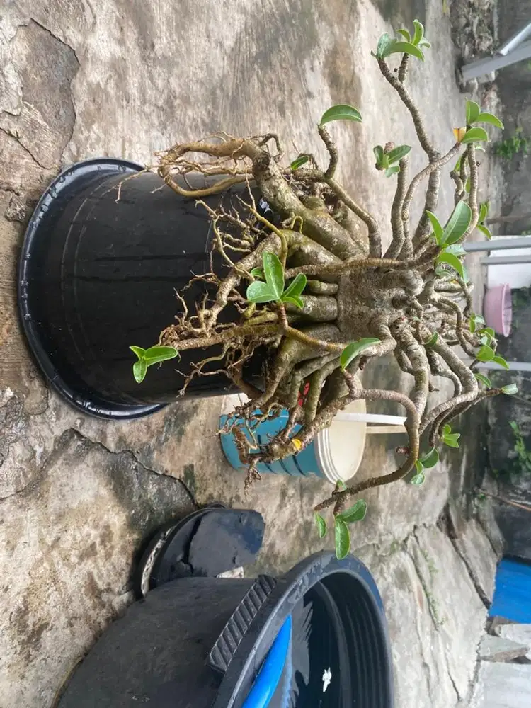 Thaisoco GOLDEN CROWN spek kontes