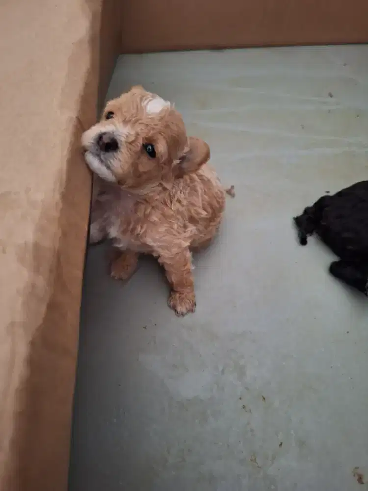 Poodle jantan apricot mismark
