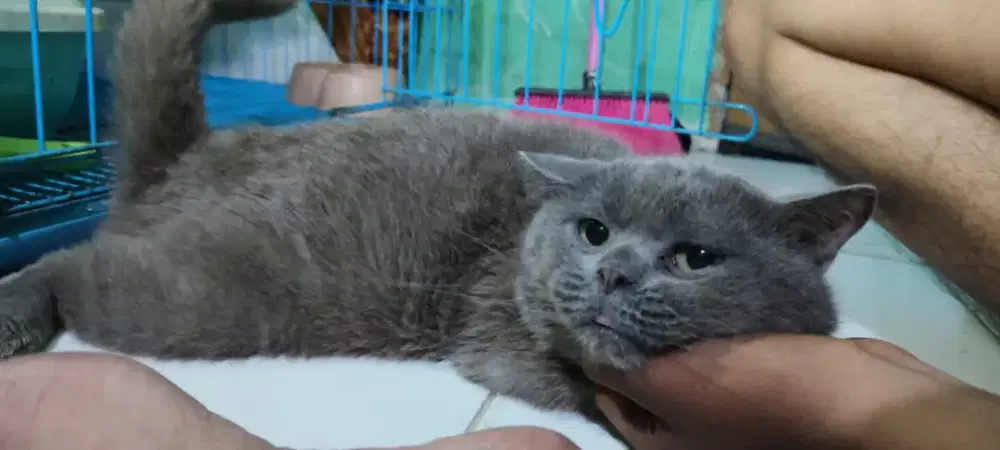British Shorthair Jantan 2th BSH Non Ped
