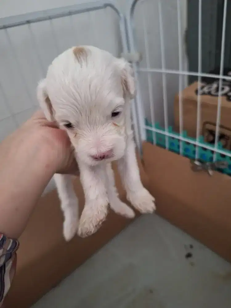 Poodle white totol coklat di kepala jantan