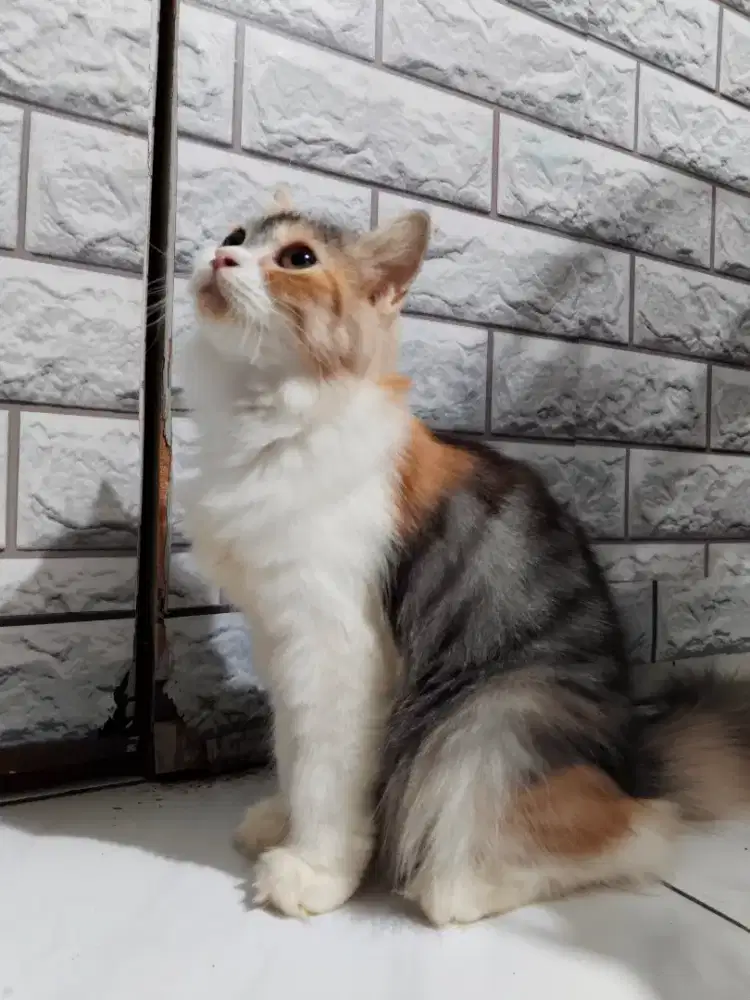 Kucing Persia Calico 3 warna