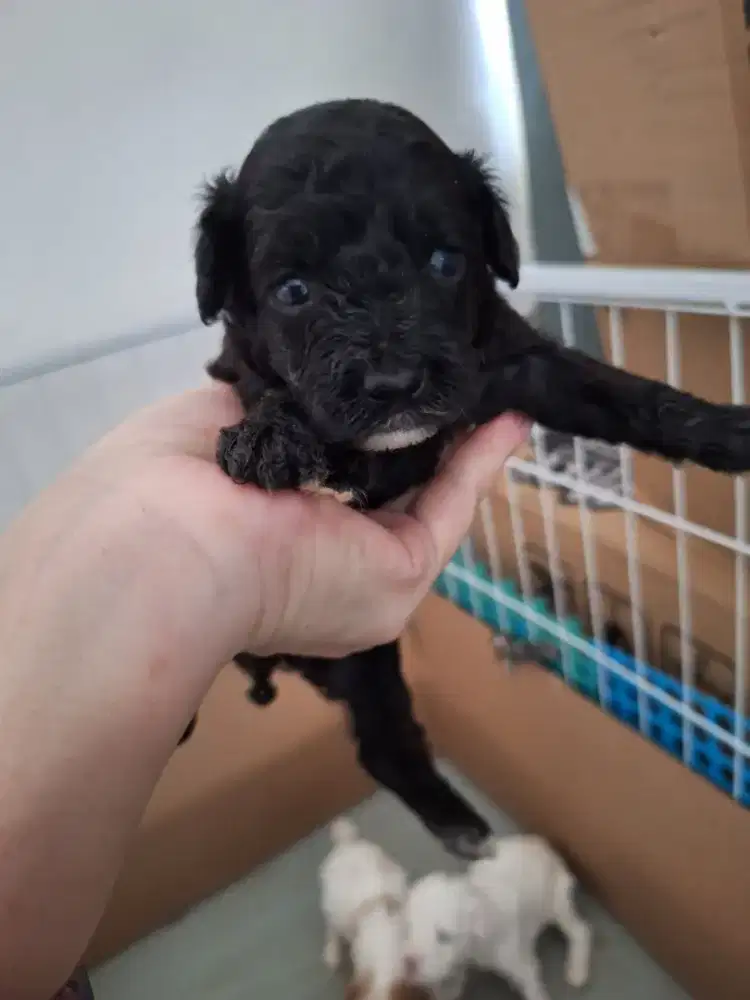 Poodle black mismark betina