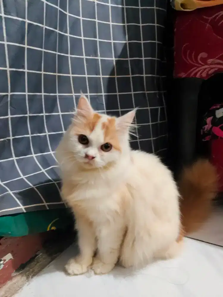 Kucing Persia betina