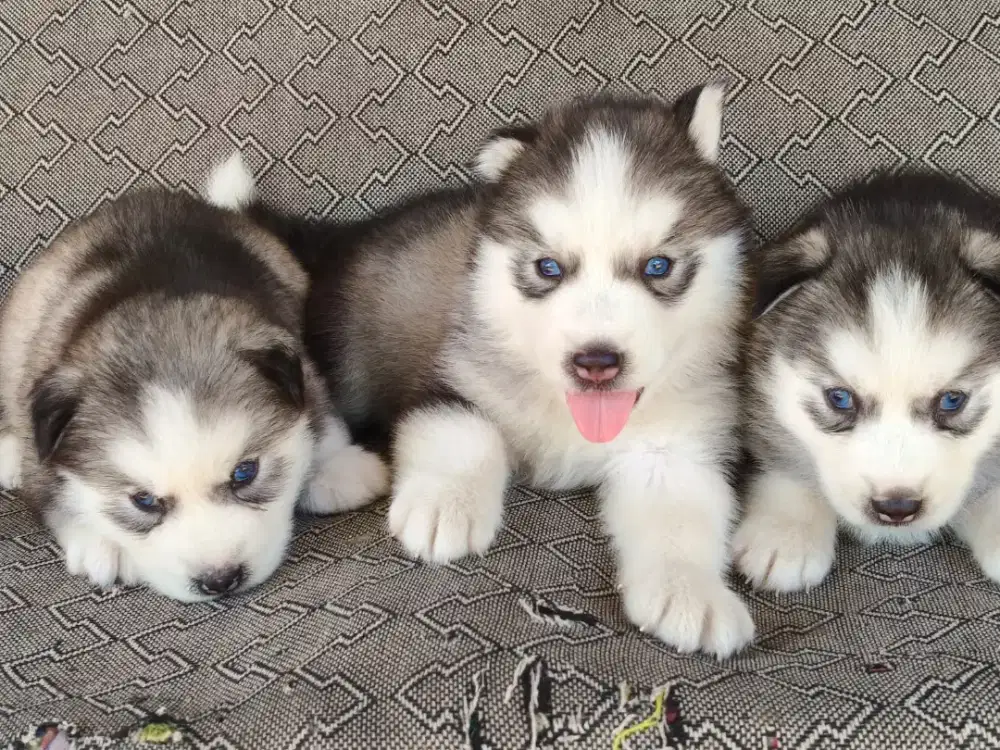 Siberian husky , husky lucu, anabul, puppy, puppies anak anjing