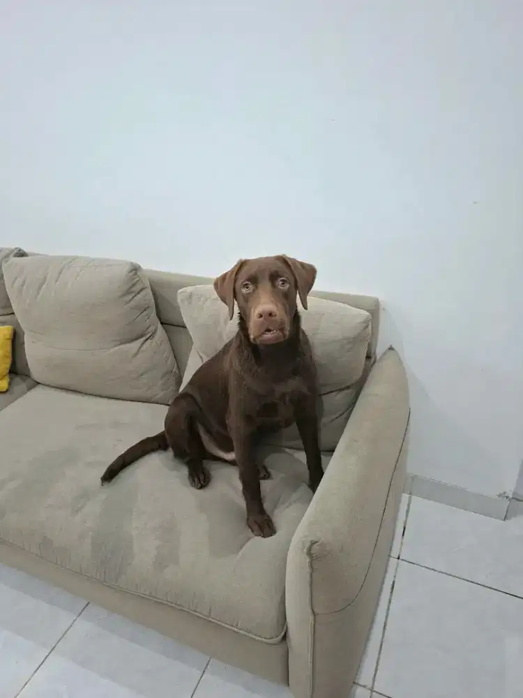 Jual anjing Labrador non stambum