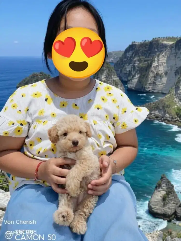 Puppy tiny poodle