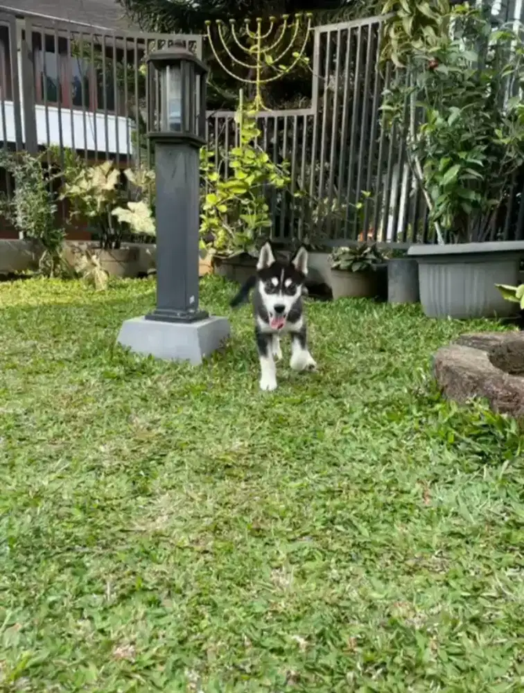 shiberian husky umur 2 bulan
