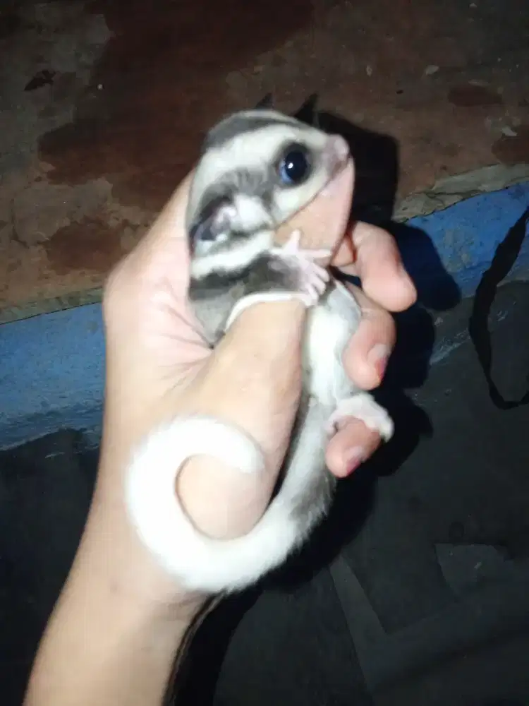 sugar glider ringtail mozaic