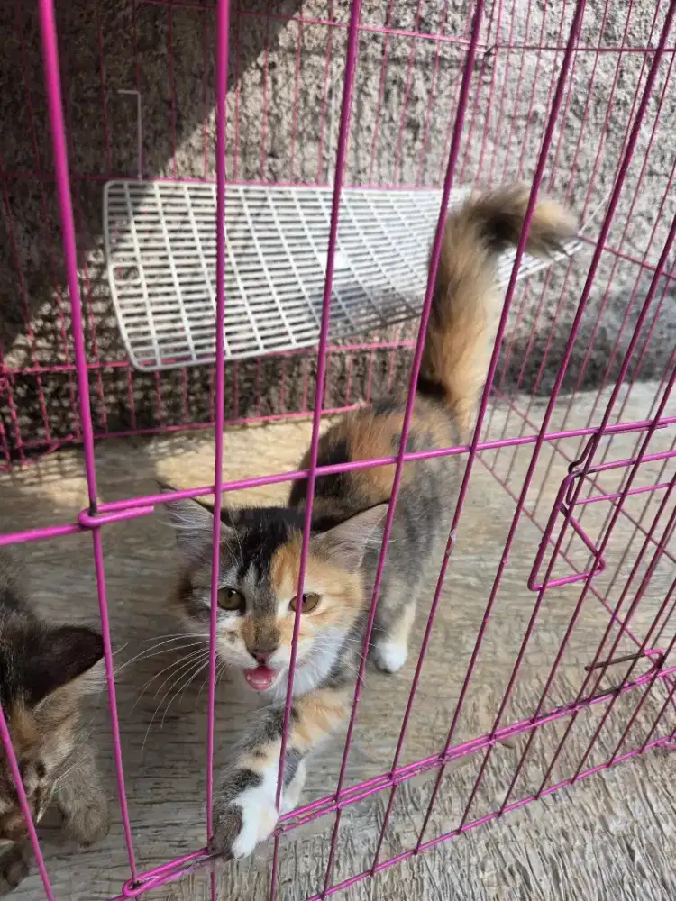 Kucing Usia 4 bulan betina bulu tebal mix