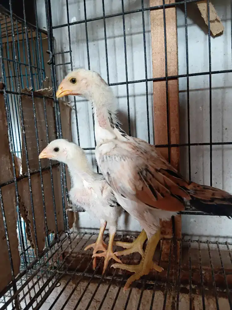 Shamo eropa anakan tri color.