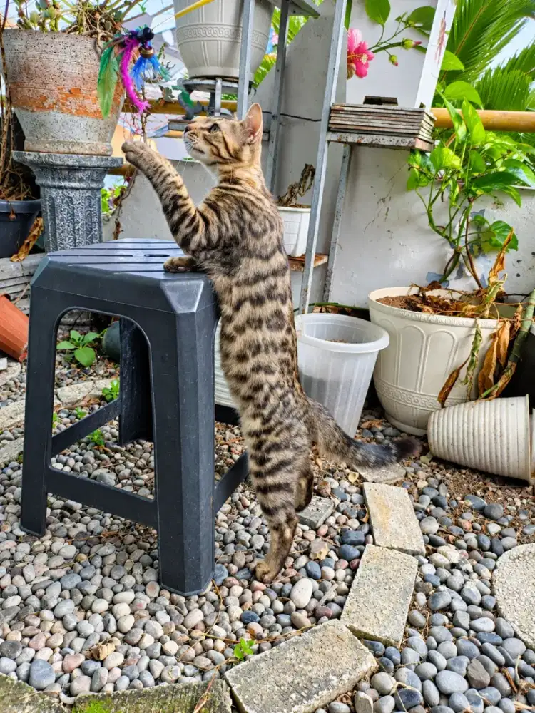 Kucing jantan corak bagus