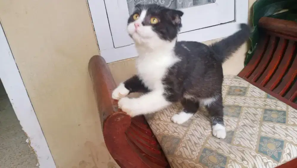 Scottish Fold Betina