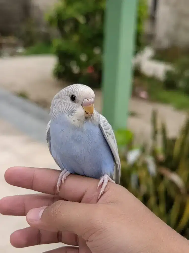 Burung Parkit Lokal Jinak FTM Boomerang