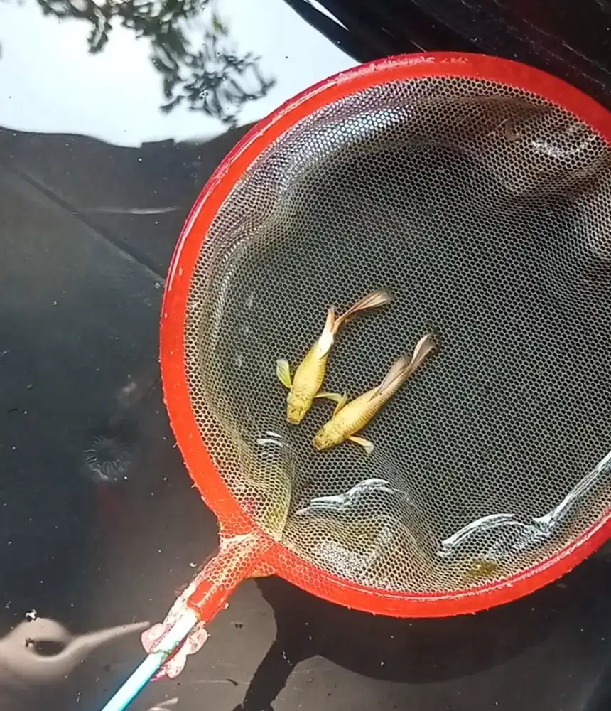 ikan guppy murah