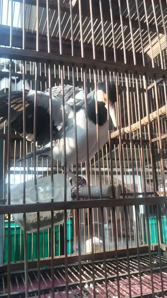 Jalak suren gacor dan kandang ukir