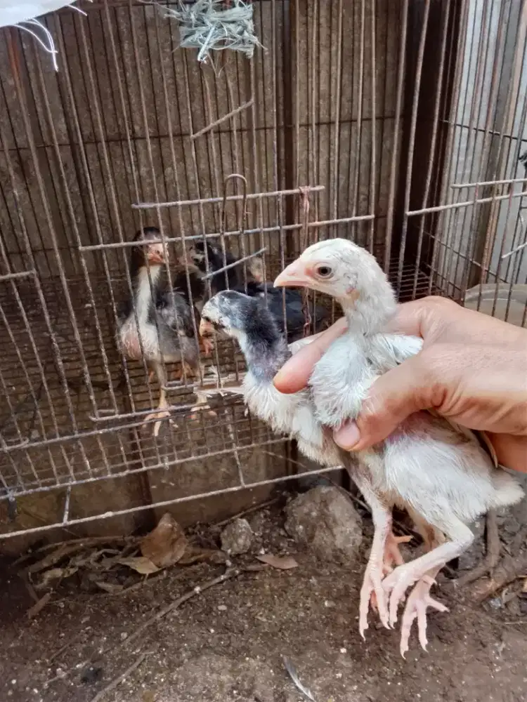 Anak ayam Bangkok murah borongan