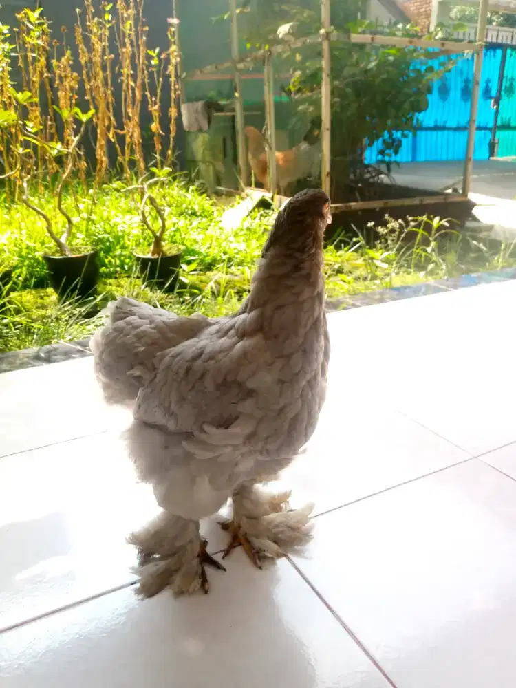 Ayam Brahma Murni