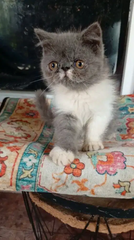 Kucing Persia Peaknose Extreme