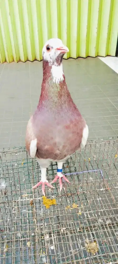 Sepasang burung dara