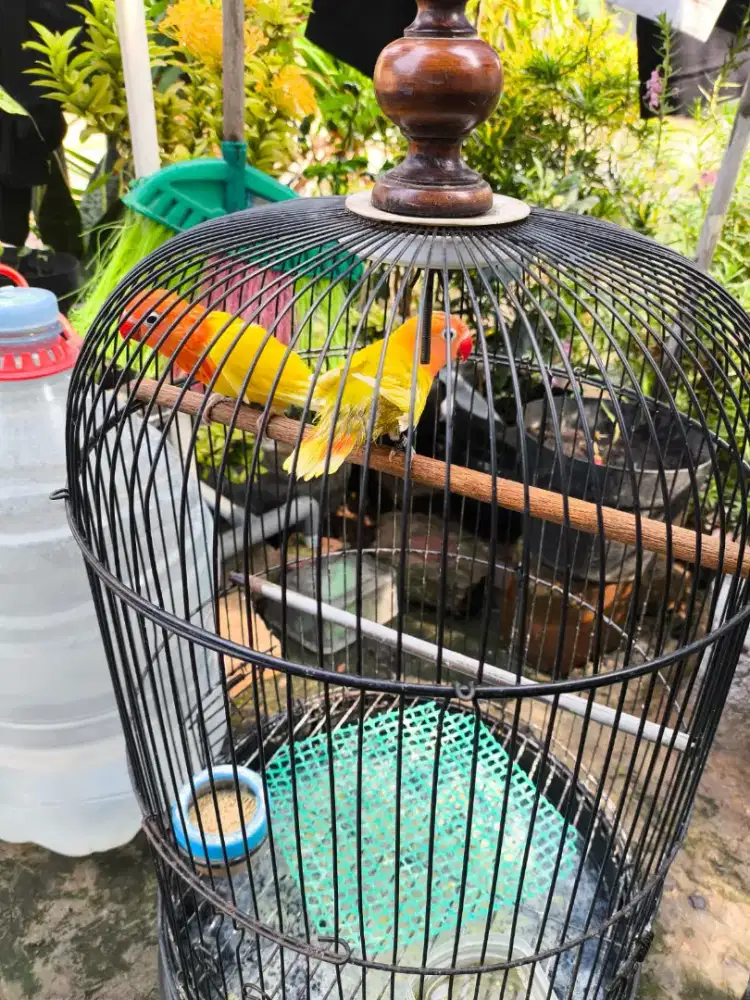 Burung Lovebird